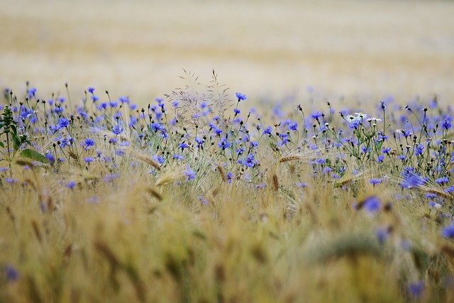 Agricultural Land View 4