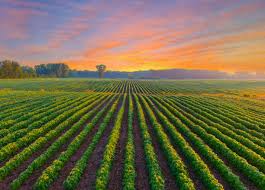 Agriculture Property